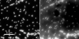 Image of 500 nm beads imaged with a 40x 0.6 NA microscope objective. The individual beads are below the diffraction limit of the system as can be seen in (a). Adding the Bessel Beam Microscopy system improves the diffraction limited system, permitting viewing of the individual beads (b).