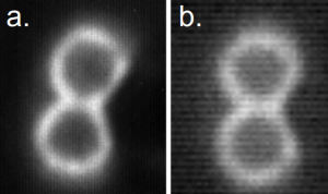 Two beads, 2.8 um in diameter with a fluorescent coating are imaged with (a) and without the BBM system and at equal exposure times. Note the increased resolution without decrease in brightness. 